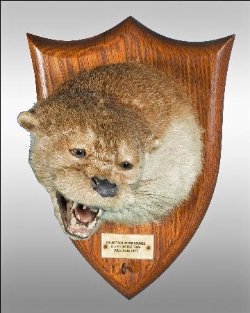 otterspicershield.jpg