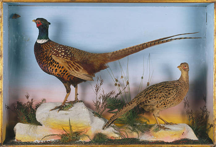 pheasants.jpg