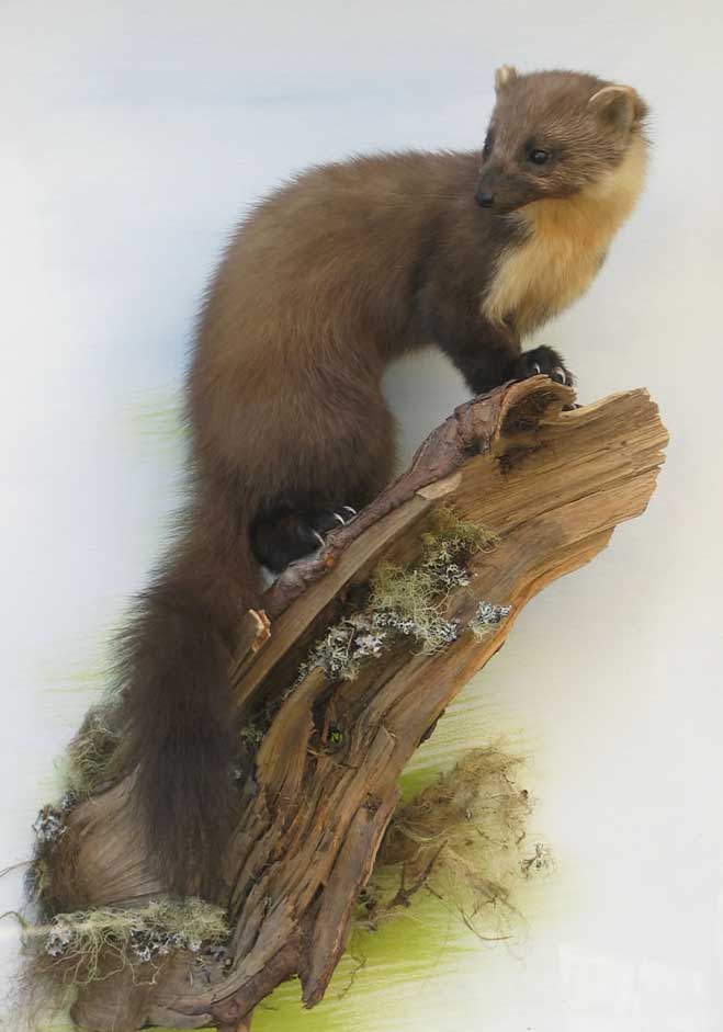 pinemarten-v2.jpg