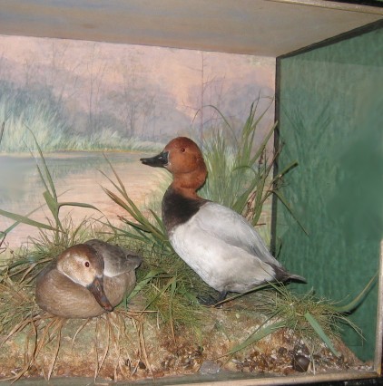 pochard.jpg