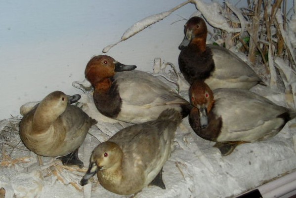 pochard1.jpg