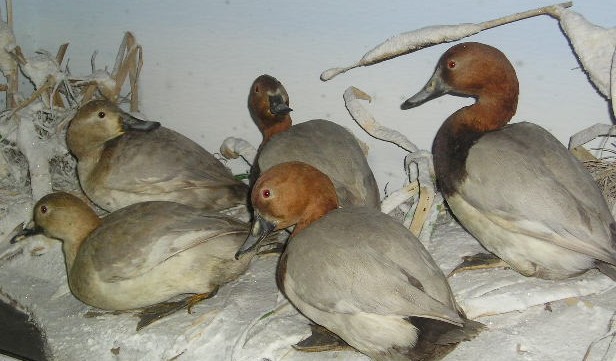 pochard5.jpg