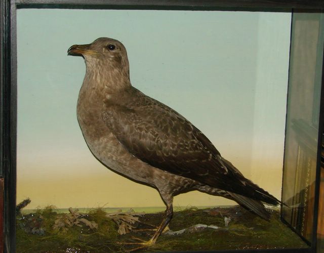 pomskua.jpg