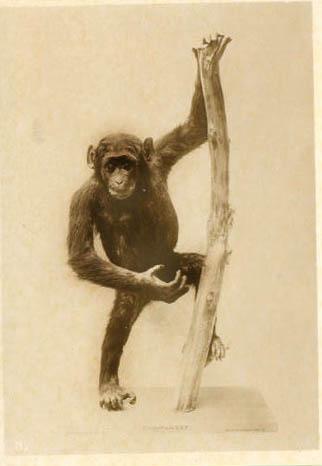 postcardchimp1.jpg