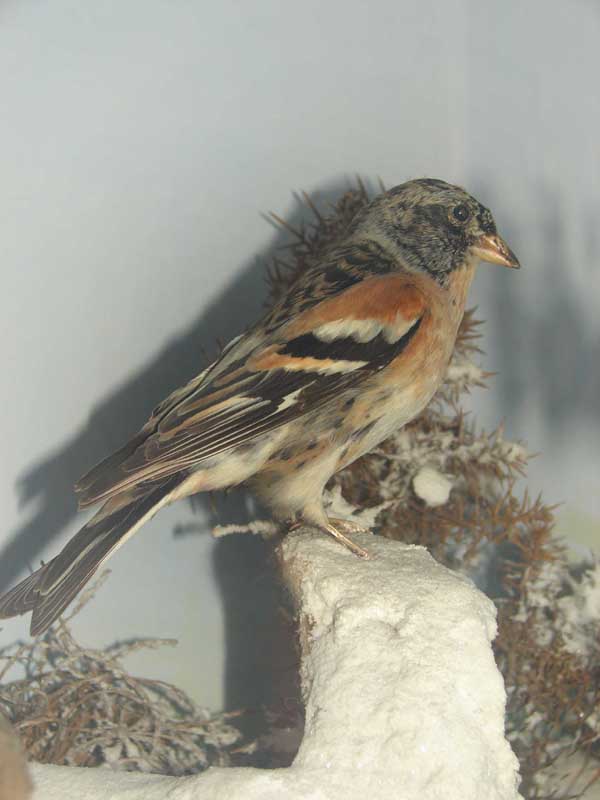 prattbrambling.jpg