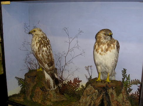 prattbuzzards.JPG
