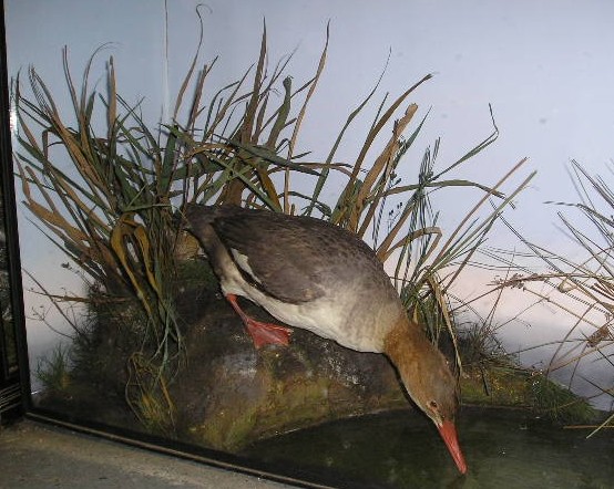 prattmerganser.JPG