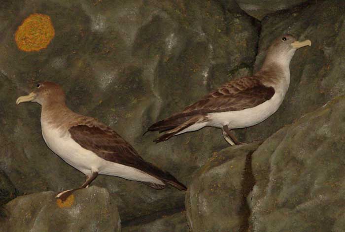 prattpetrel.jpg