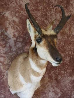 pronghorn.jpg