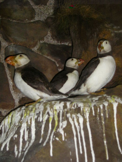 puffins5.jpg