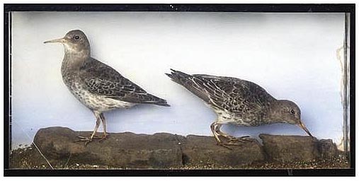 purplesandpipers1.jpg