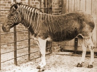 quagga.jpg