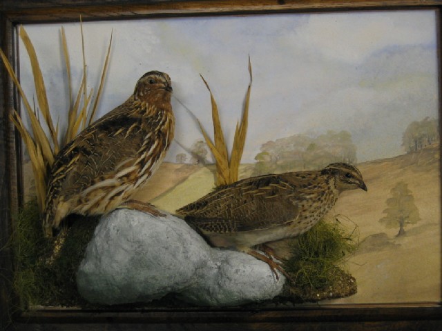 quail.jpg