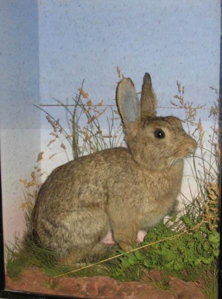 rabbitrwhitesalis.jpg