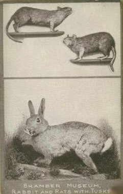 rabbitwithtusks.jpg