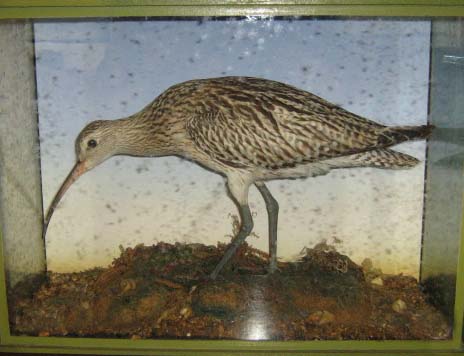 ramwhimbrel.jpg