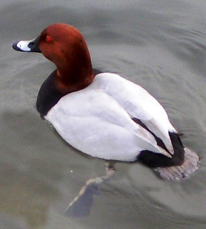 red-head-duck2.jpg