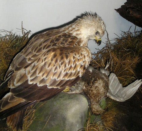 redkite1.jpg