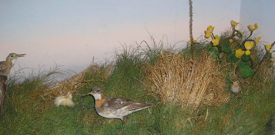 redneckedphalarope.JPG