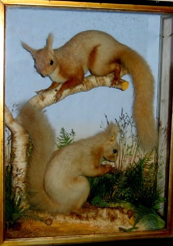 redsquirrels.jpg