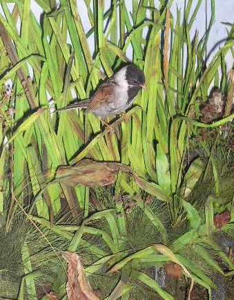 reedbunting.jpg