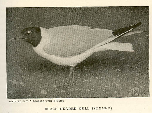 rlbheadgull.jpg