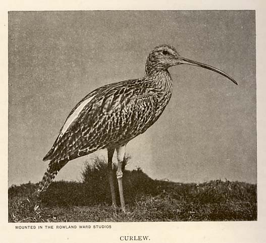 rlcurlew.jpg