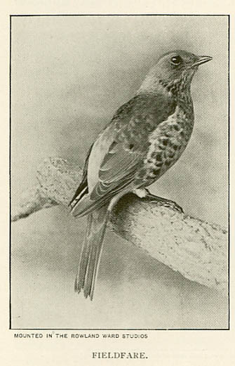 rlfieldfare.jpg