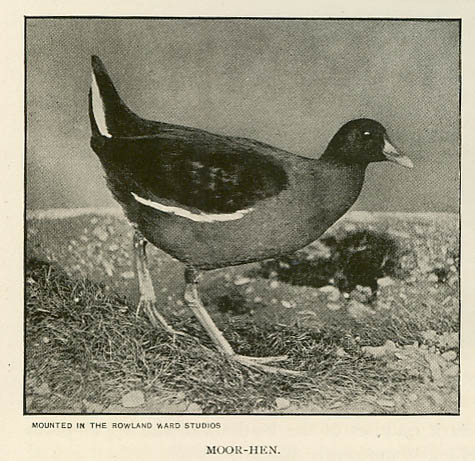 rlmoorhen.jpg