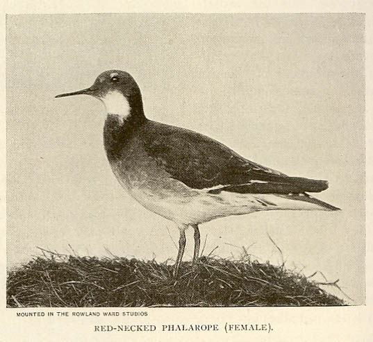 rlphalarope.jpg