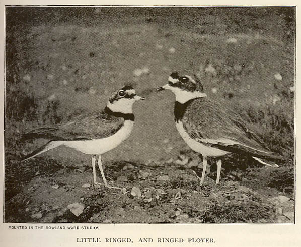 rlringplover.jpg