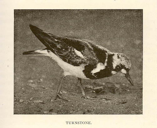 rlturnstone.jpg