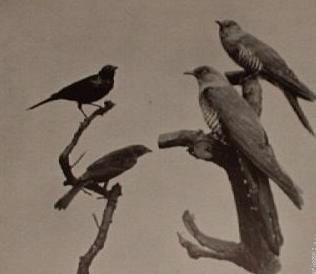 rowlandcuckoos.jpg