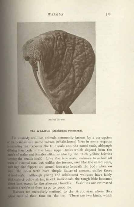 rwwalrus.jpg