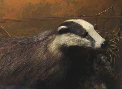 salkeldbadger3.jpg