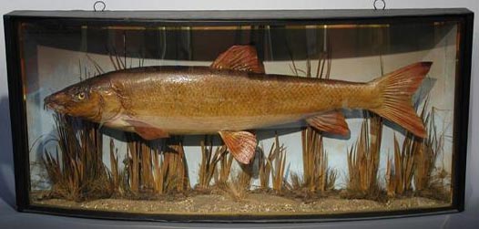 sandersbarbel.jpg