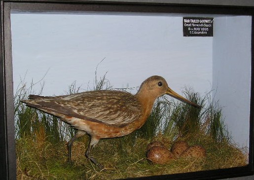 saundersgodwit.JPG