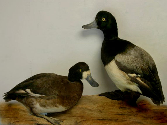 scaupducks.jpg