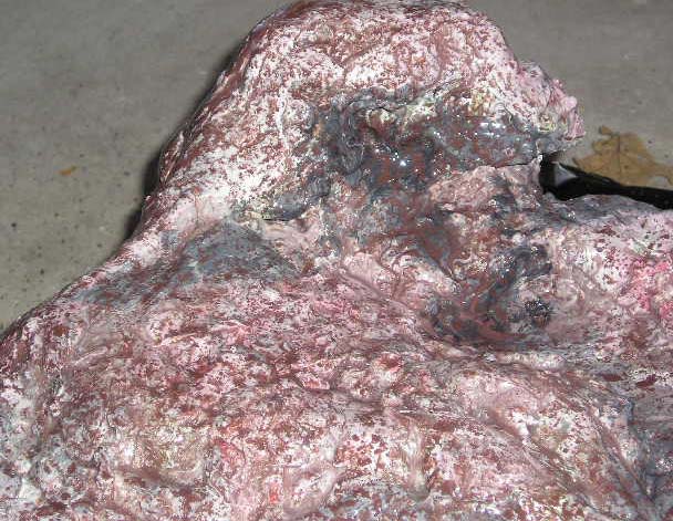 scauprock10.jpg