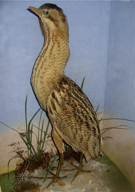 shawbittern.jpg