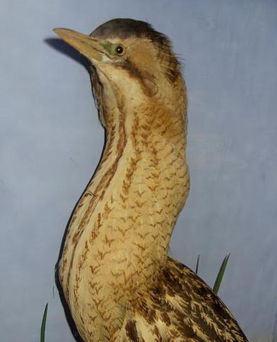 shawbittern2.jpg