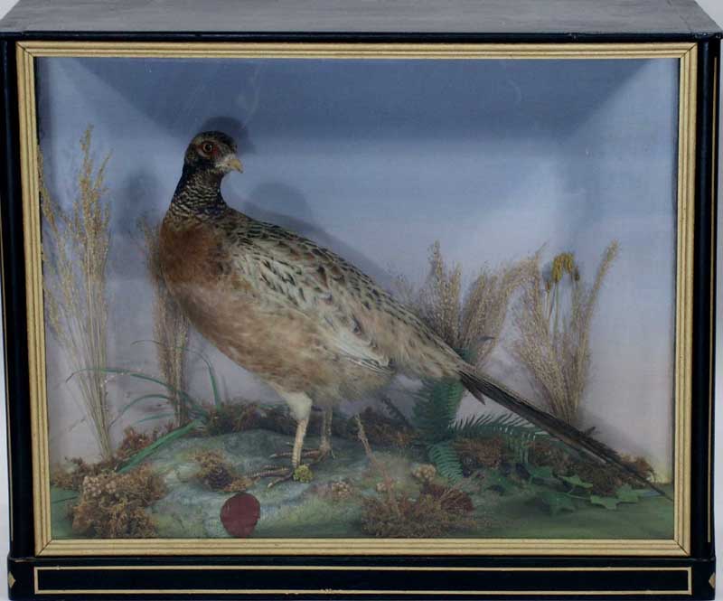 shawcockpheasant.jpg