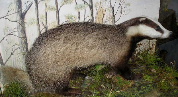 shelbrookbadgerclose.JPG