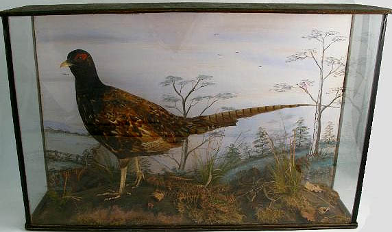 shelbrookpheasant.jpg