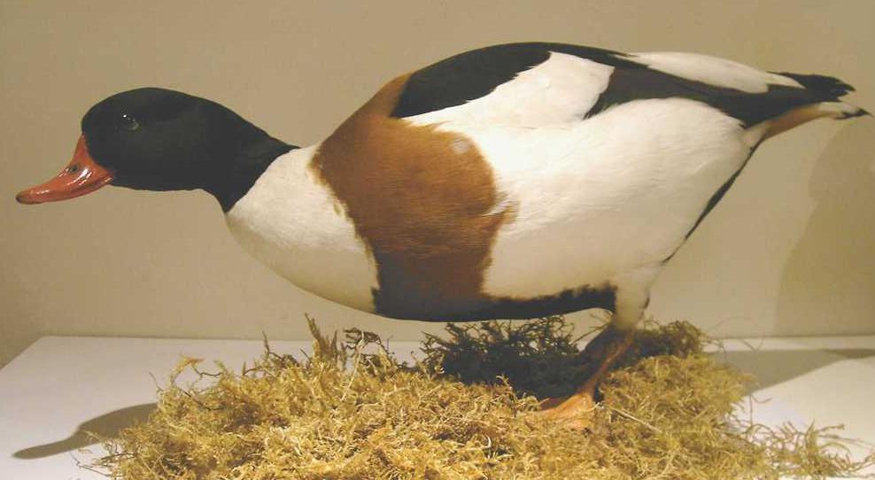 shelduck3.JPG