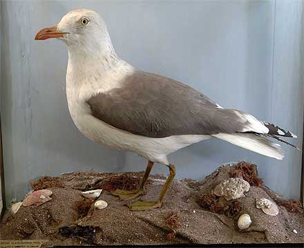 shopland-gull.jpg