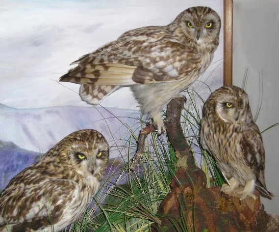 shortearedowl.jpg