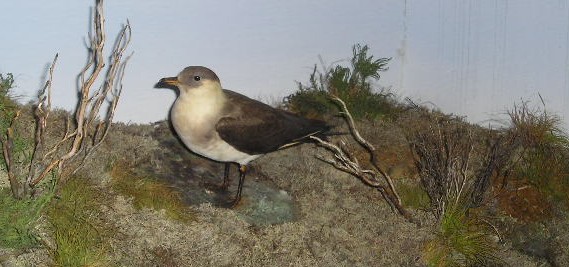 skua.jpg