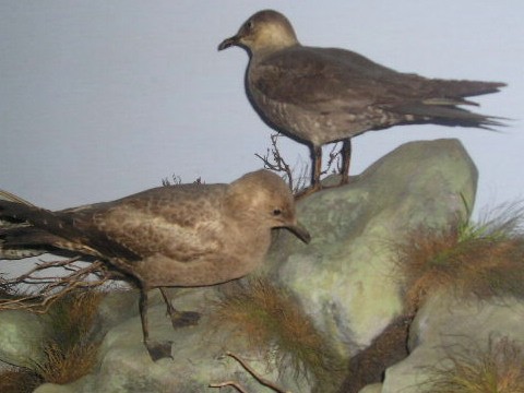 skuas9.jpg