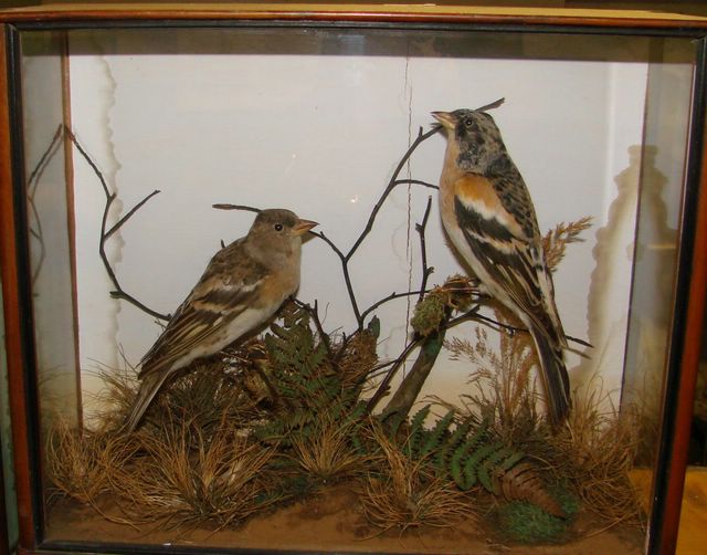 smallbrambling.jpg